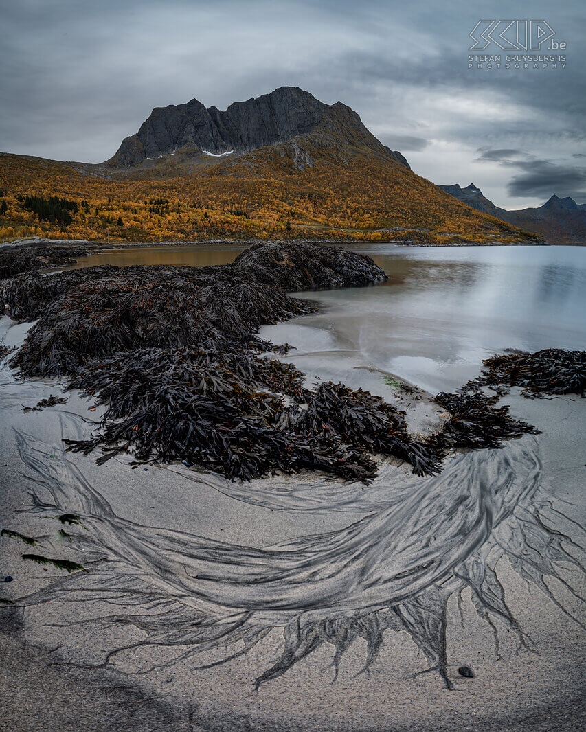 Norway - Senja - Mefjordbotn Beautiful traces of seaweed washing away on the beach of Mefjordbotn Stefan Cruysberghs